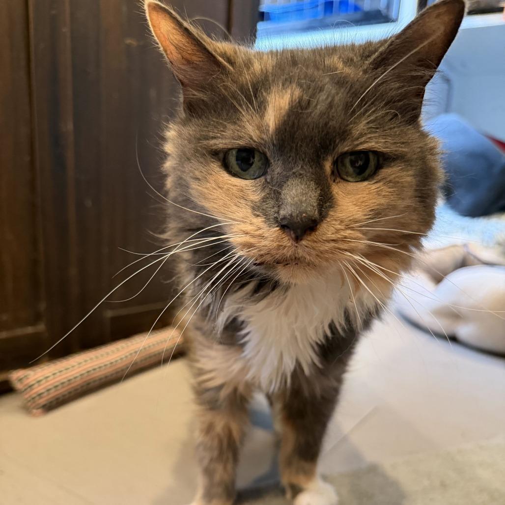 Enlarge Luna Mae, a Adoptable Domestic Long Hair in Alexandria, VA image 2/2
