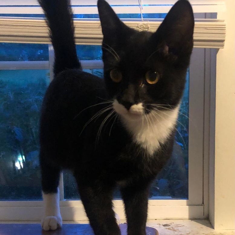 Lytle, a Adoptable Domestic Short Hair in Marion, NC image 1/2