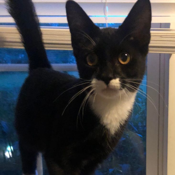 Lytle, a Adoptable Domestic Short Hair in Marion, NC image 2/2