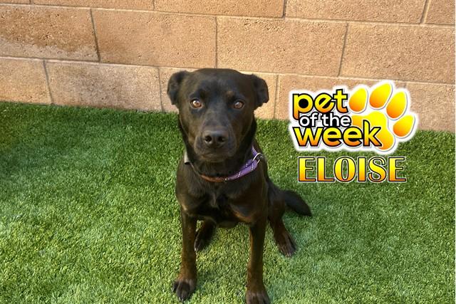 Enlarge ELOISE, a Adoptable mixed breed in Moreno Valley, CA image 1/1