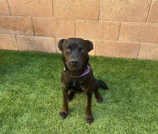 ELOISE, Adoptable, Young Female Rottweiler & Mixed Breed.
