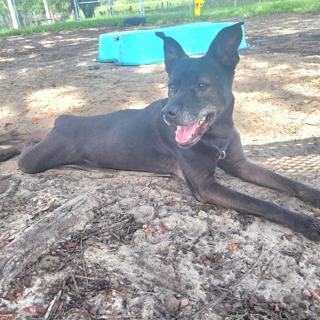 Acadia, Adoptable, Adult Female Mixed Breed.
