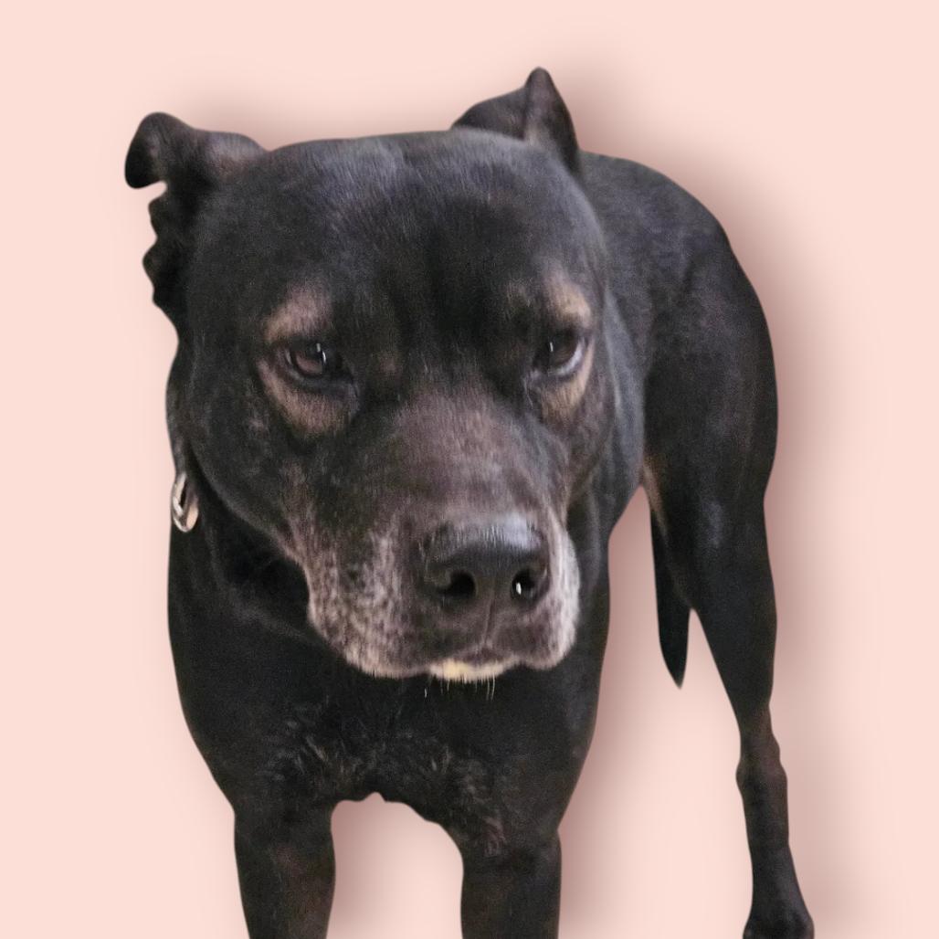 Enlarge Acadia, a Adoptable Mixed Breed in Lake Panasoffkee, FL image 1/6