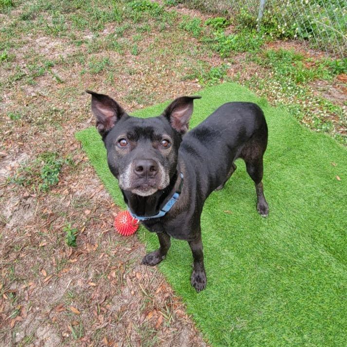 Enlarge Acadia, a Adoptable Mixed Breed in Lake Panasoffkee, FL image 2/6