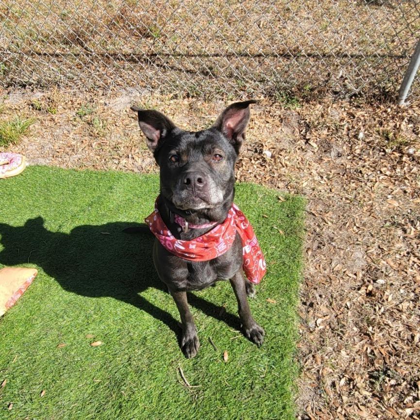 Enlarge Acadia, a Adoptable Mixed Breed in Lake Panasoffkee, FL image 3/6