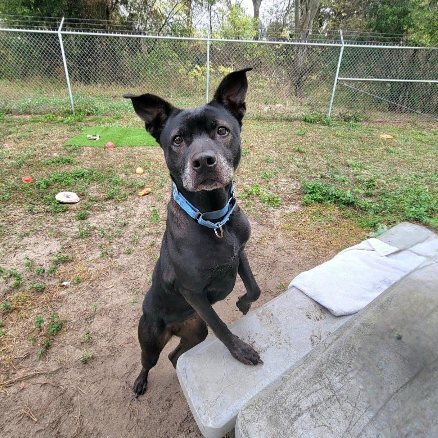 Enlarge Acadia, a Adoptable Mixed Breed in Lake Panasoffkee, FL image 4/6