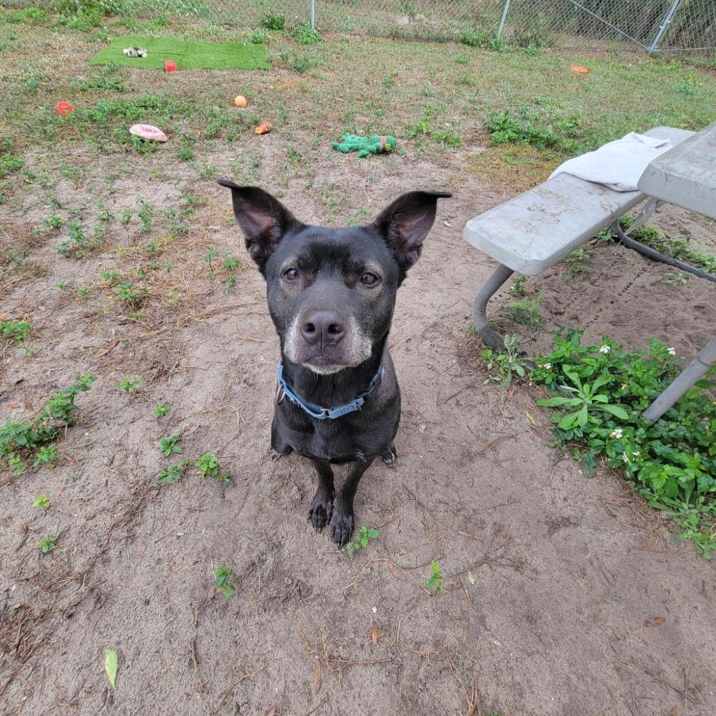 Enlarge Acadia, a Adoptable Mixed Breed in Lake Panasoffkee, FL image 5/6