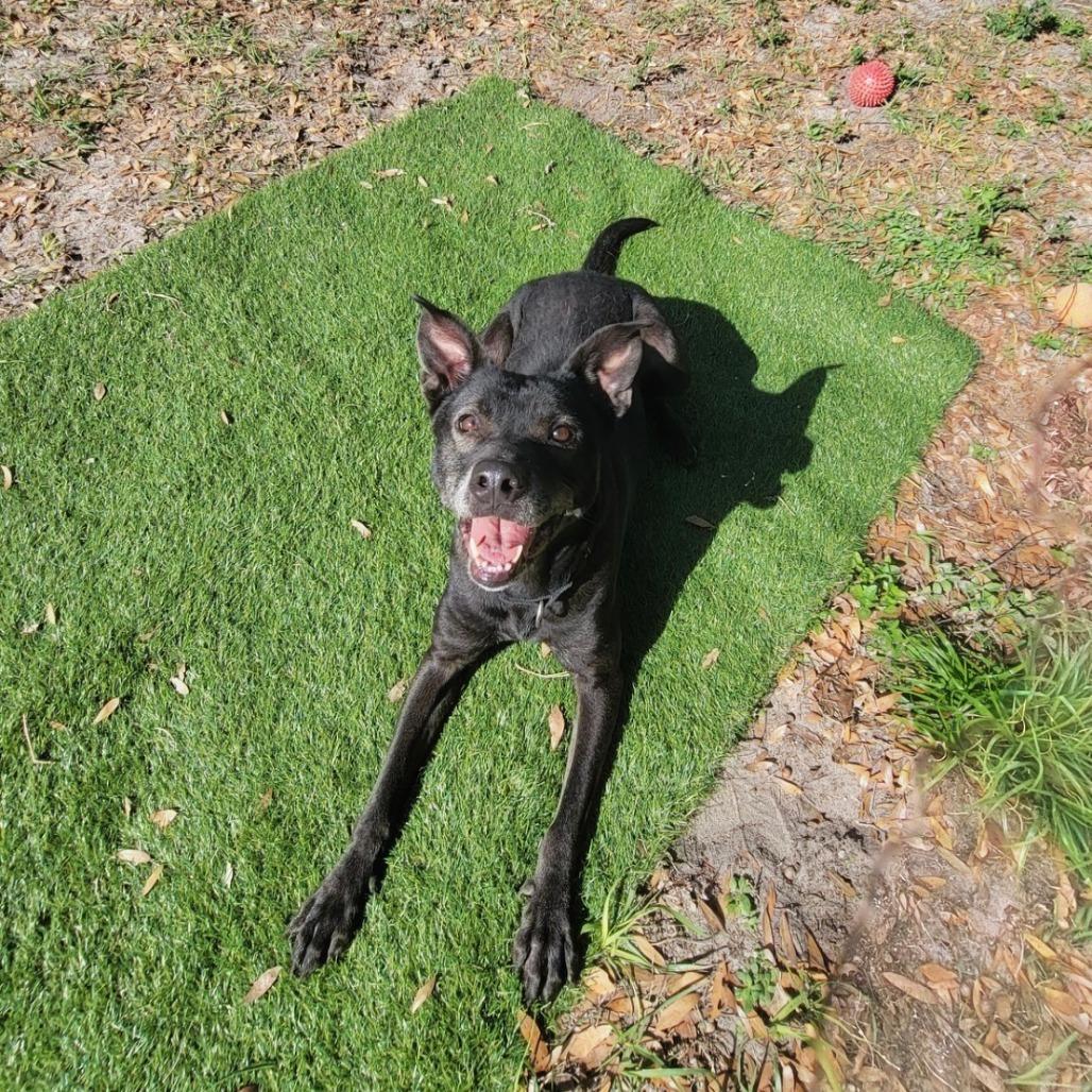 Enlarge Acadia, a Adoptable Mixed Breed in Lake Panasoffkee, FL image 6/6
