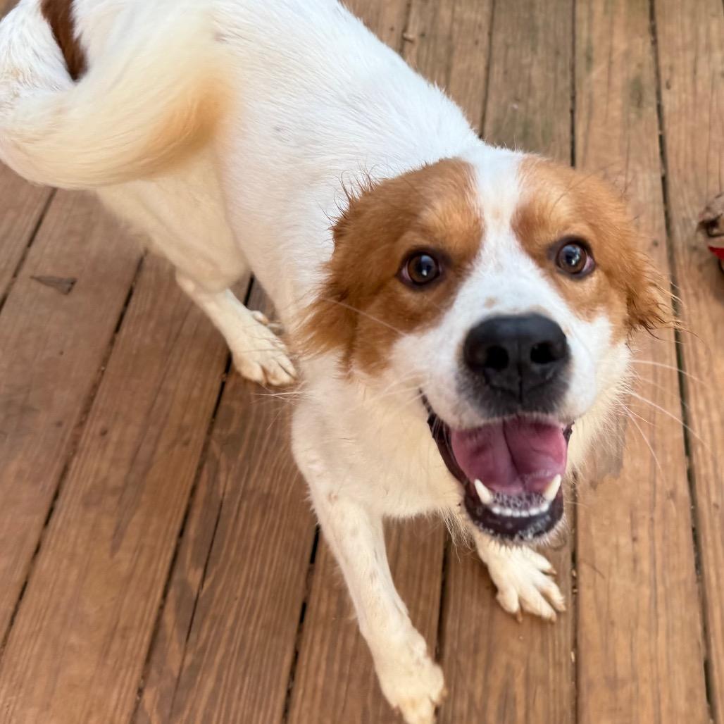 Enlarge Theo, a Adoptable mixed breed in Daphne, AL image 3/3