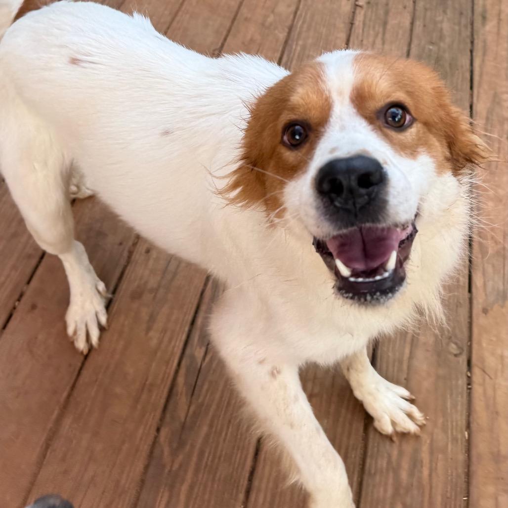 Enlarge Theo, a Adoptable mixed breed in Daphne, AL image 1/3