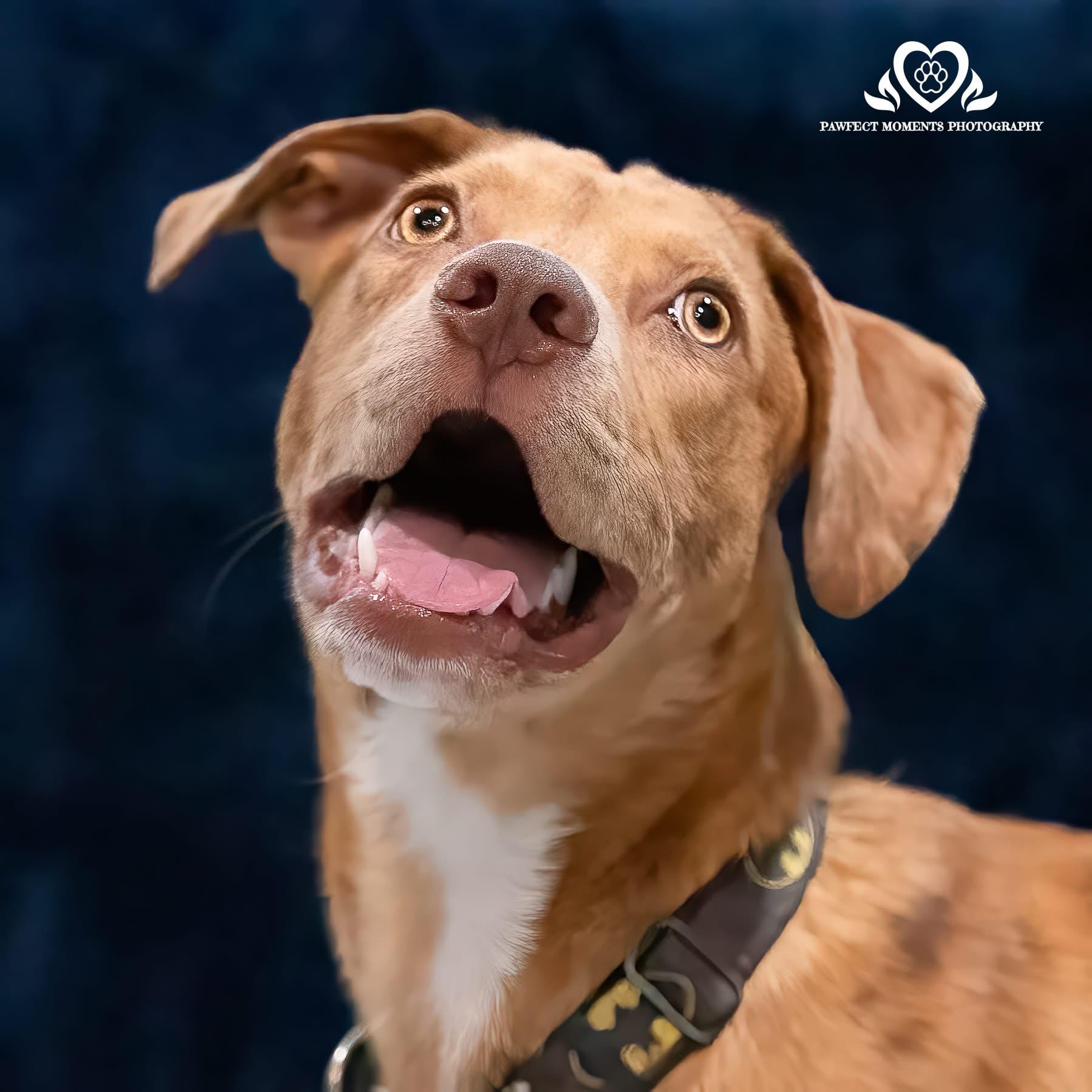Secretariat, Adoptable, Young Male Australian Shepherd.