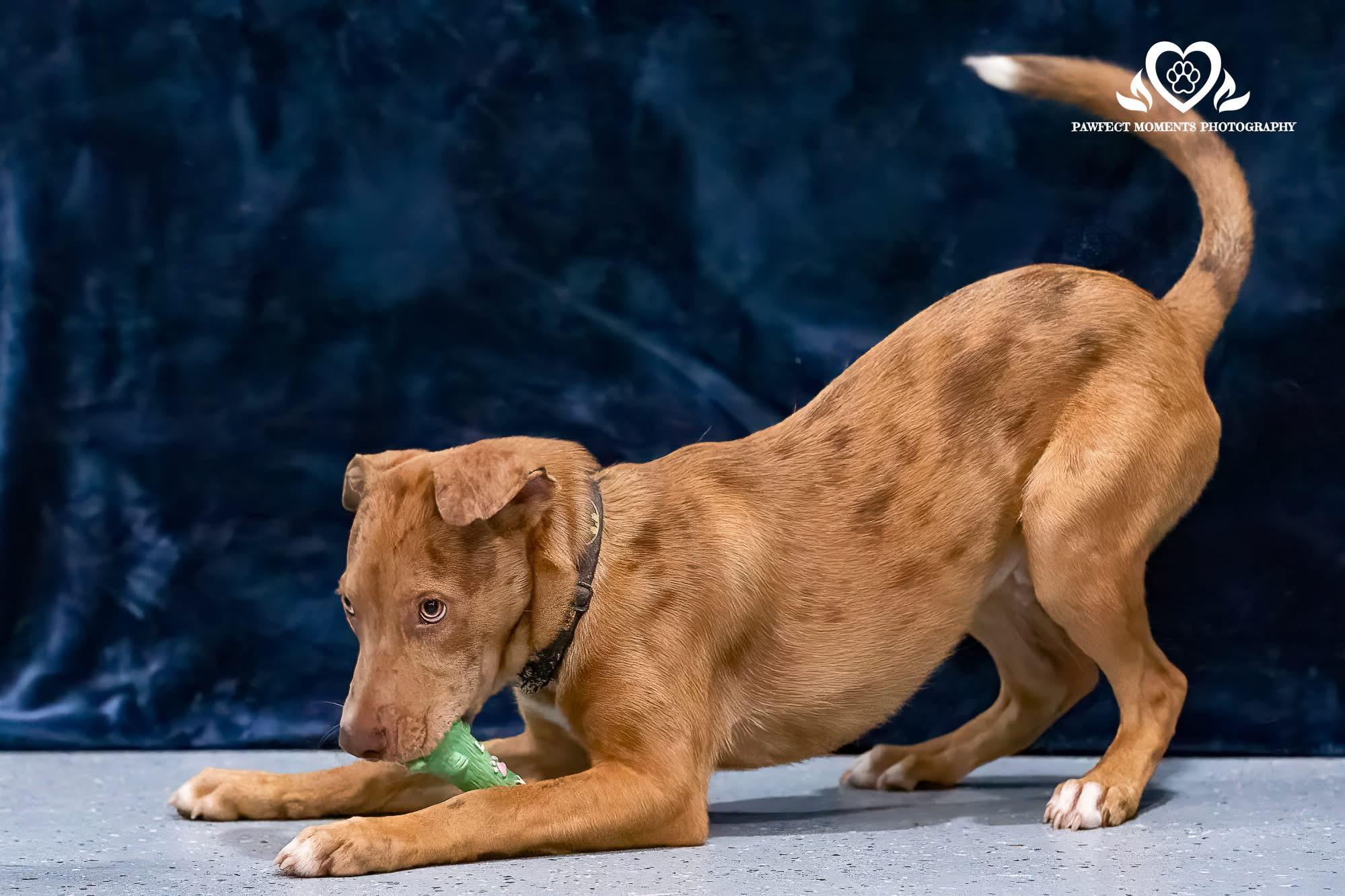 Enlarge Secretariat, a Adoptable mixed breed in Seattle, WA image 3/6