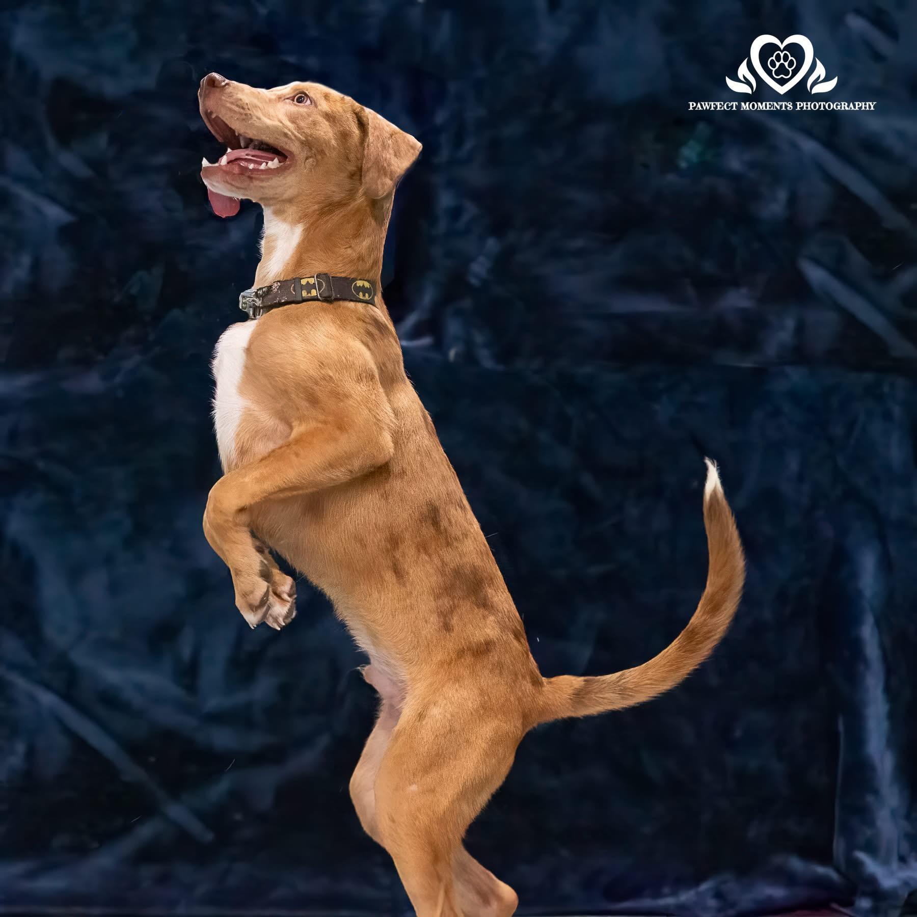 Enlarge Secretariat, a Adoptable mixed breed in Seattle, WA image 4/6