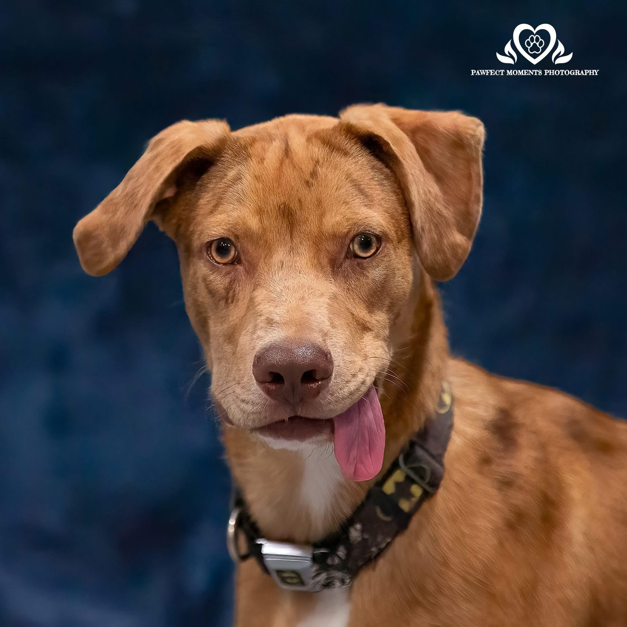Enlarge Secretariat, a Adoptable mixed breed in Seattle, WA image 2/6