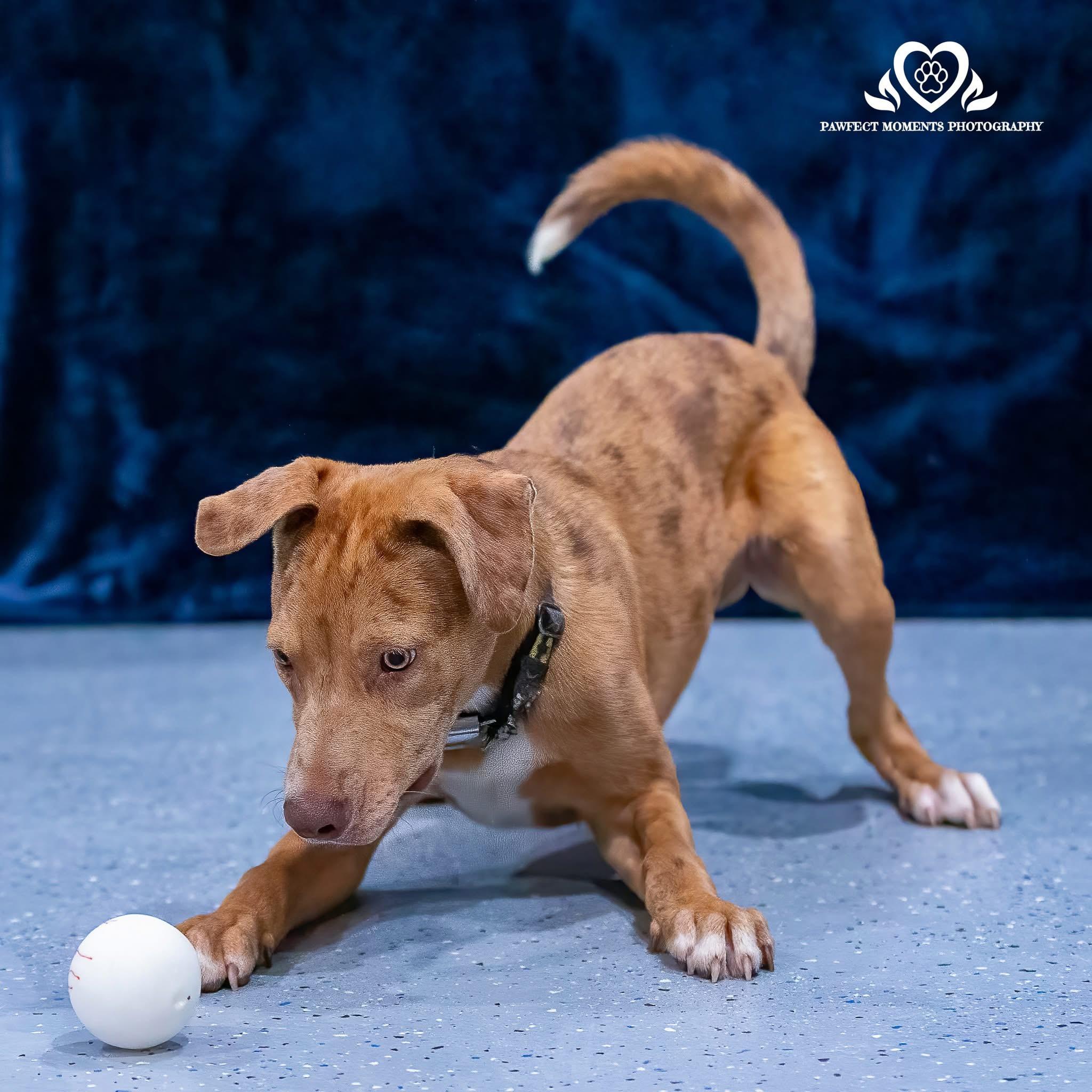 Enlarge Secretariat, a Adoptable mixed breed in Seattle, WA image 5/6