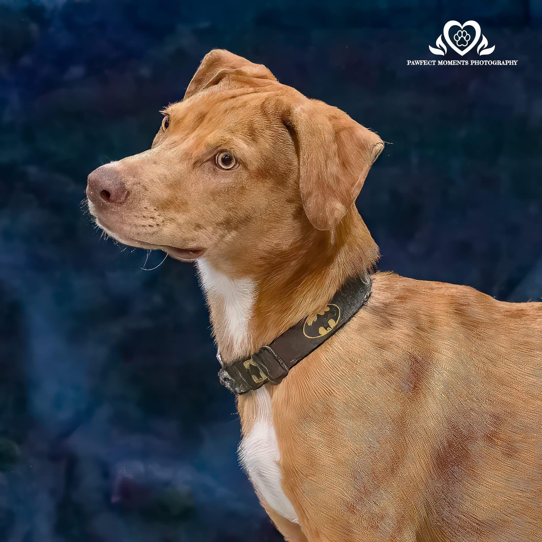 Enlarge Secretariat, a Adoptable mixed breed in Seattle, WA image 6/6