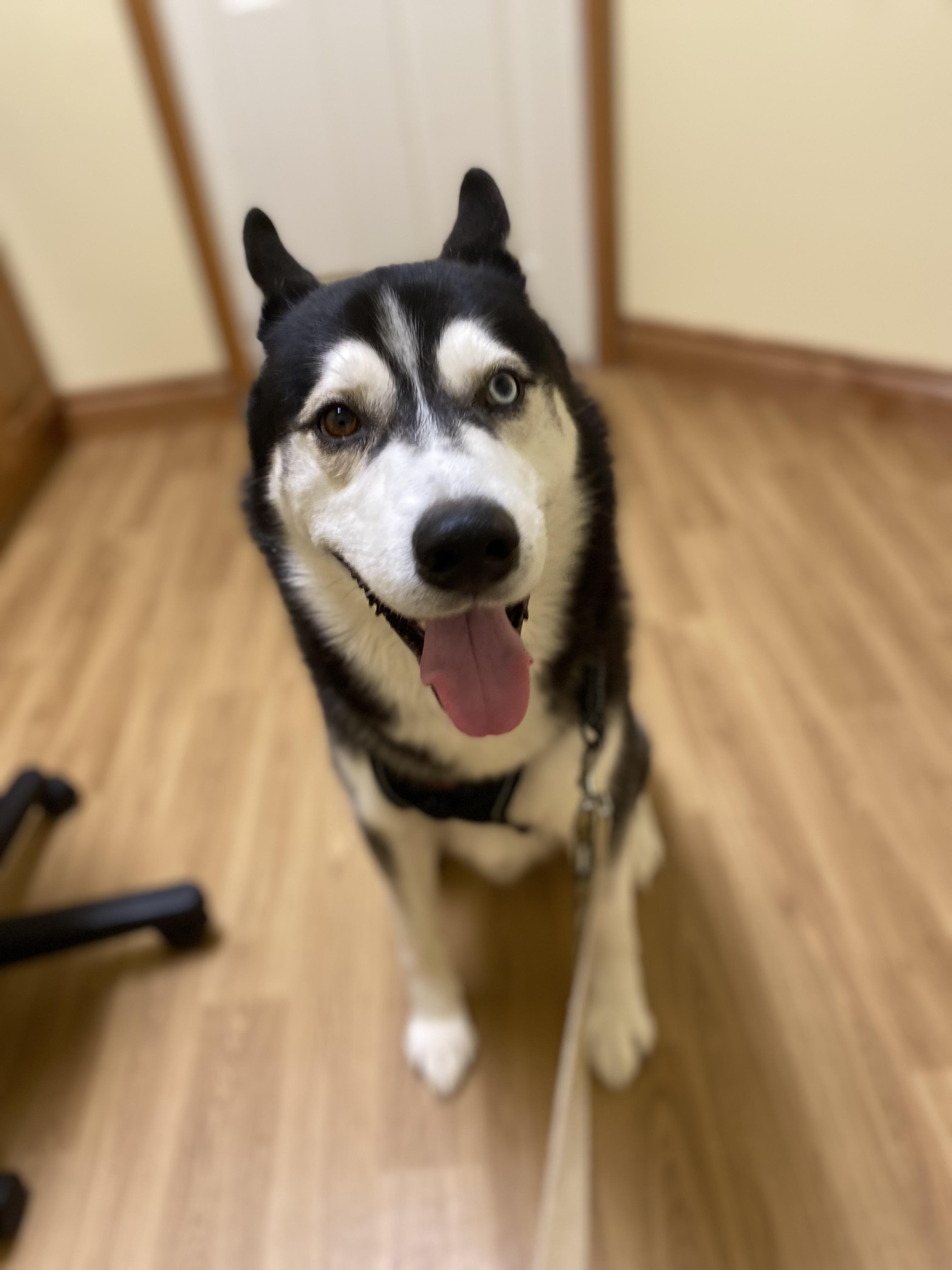 ASPEN, an adoptable Husky in Cannington, ON, L0E 1E0 | Photo Image 1