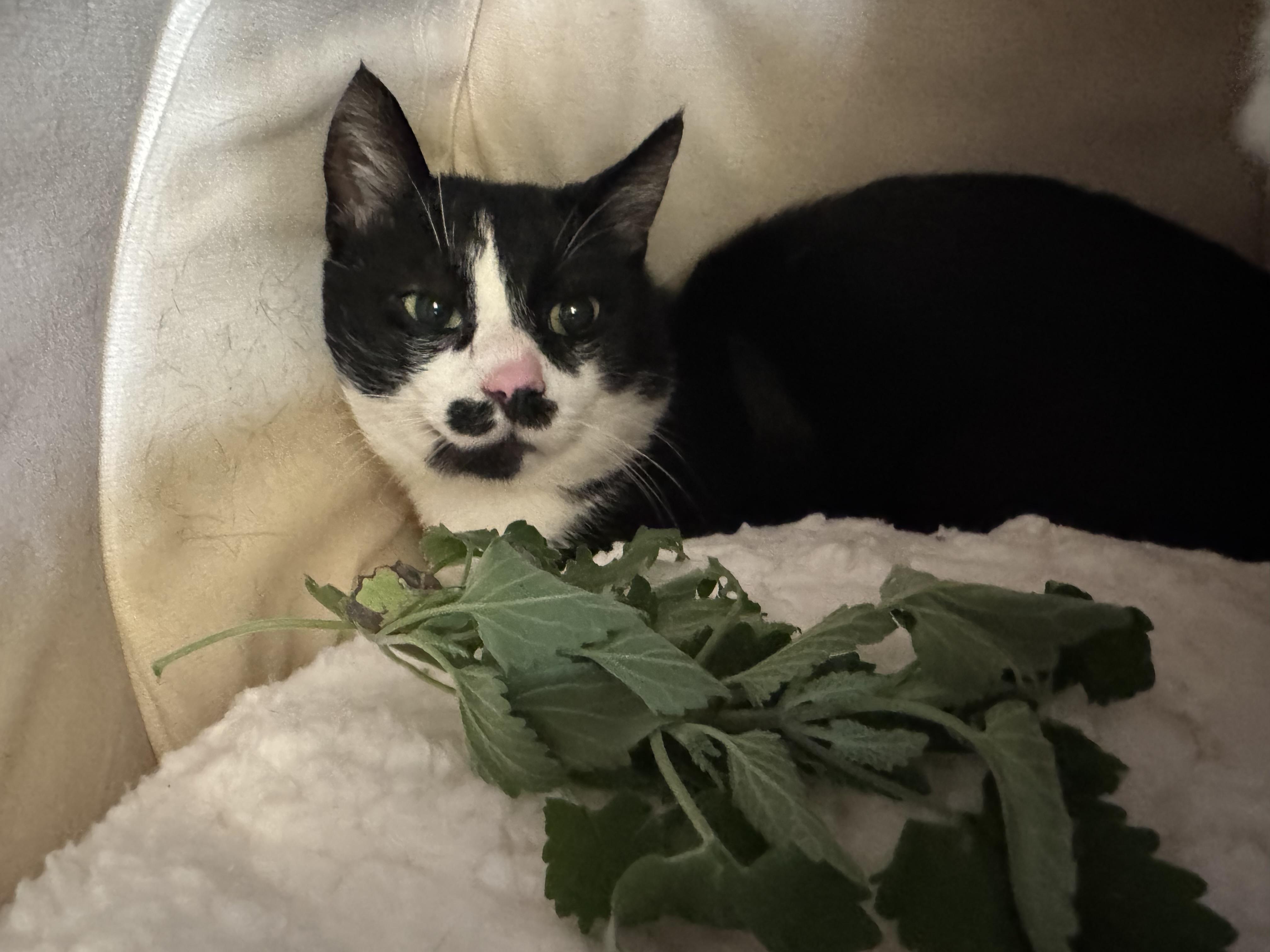 Mr. Hollingsworth- goatee, a Adoptable Domestic Short Hair in Beverly, MA image 1/3