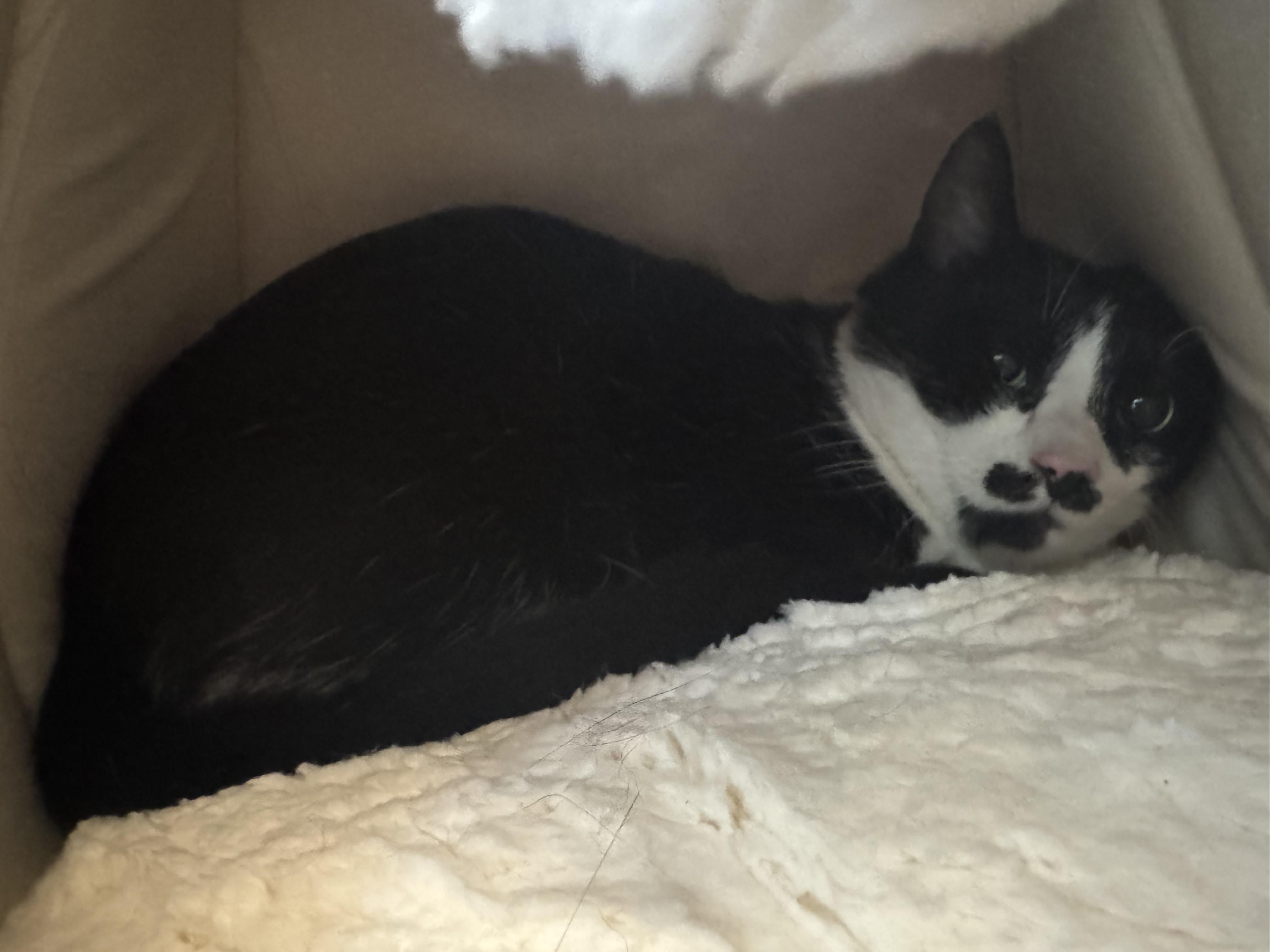 Mr. Hollingsworth- goatee, a Adoptable Domestic Short Hair in Beverly, MA image 2/3