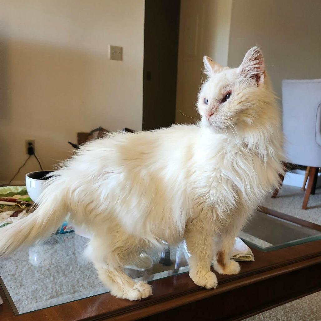 Enlarge Cotton, a Adoptable mixed breed in Charlottesville, VA image 3/6