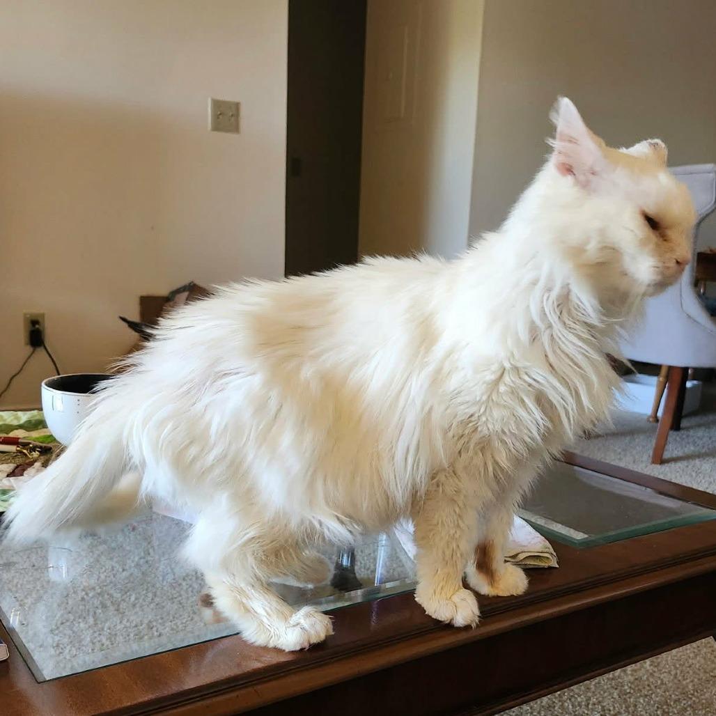 Enlarge Cotton, a Adoptable mixed breed in Charlottesville, VA image 5/6