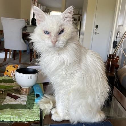 Enlarge Cotton, a Adoptable mixed breed in Charlottesville, VA image 6/6