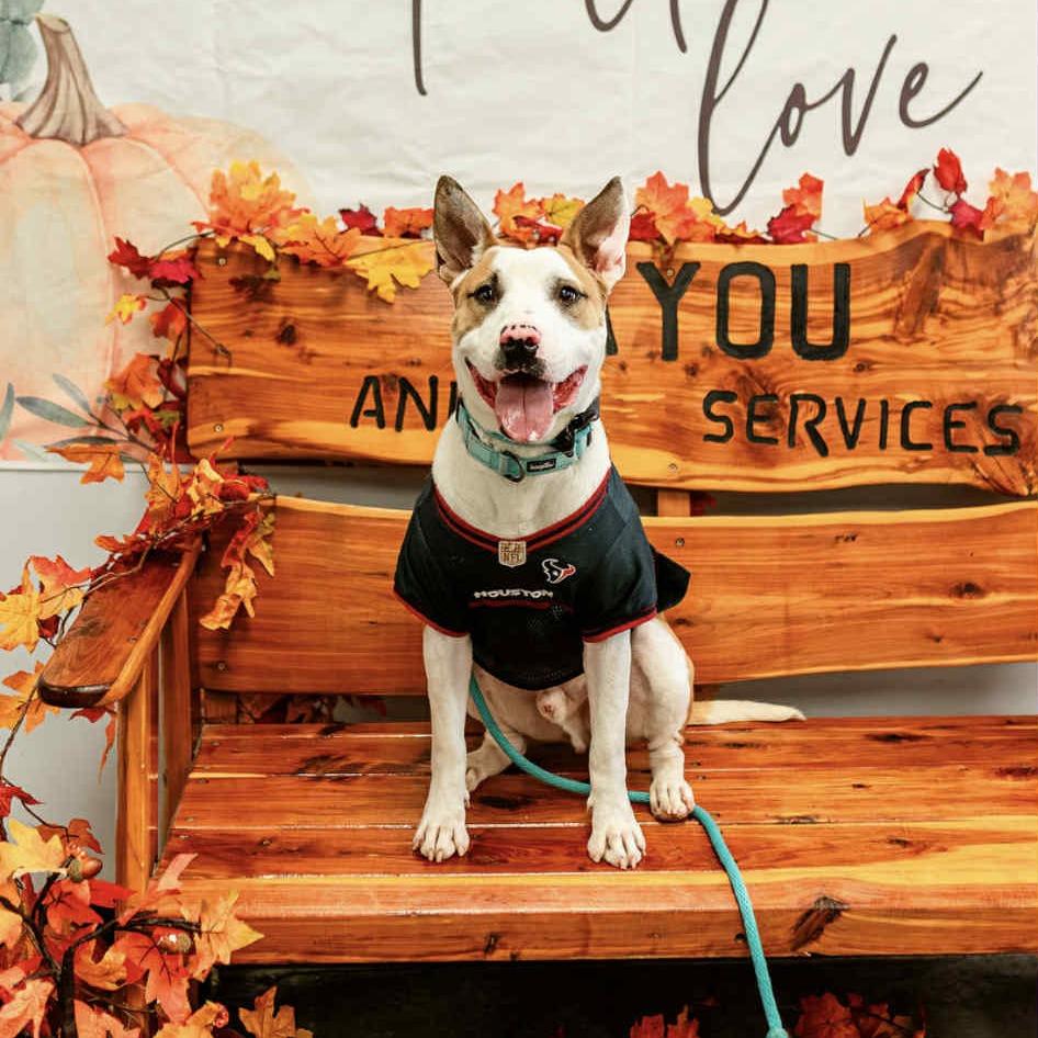 Stitch, Adoptable, Adult Male Bull Terrier.