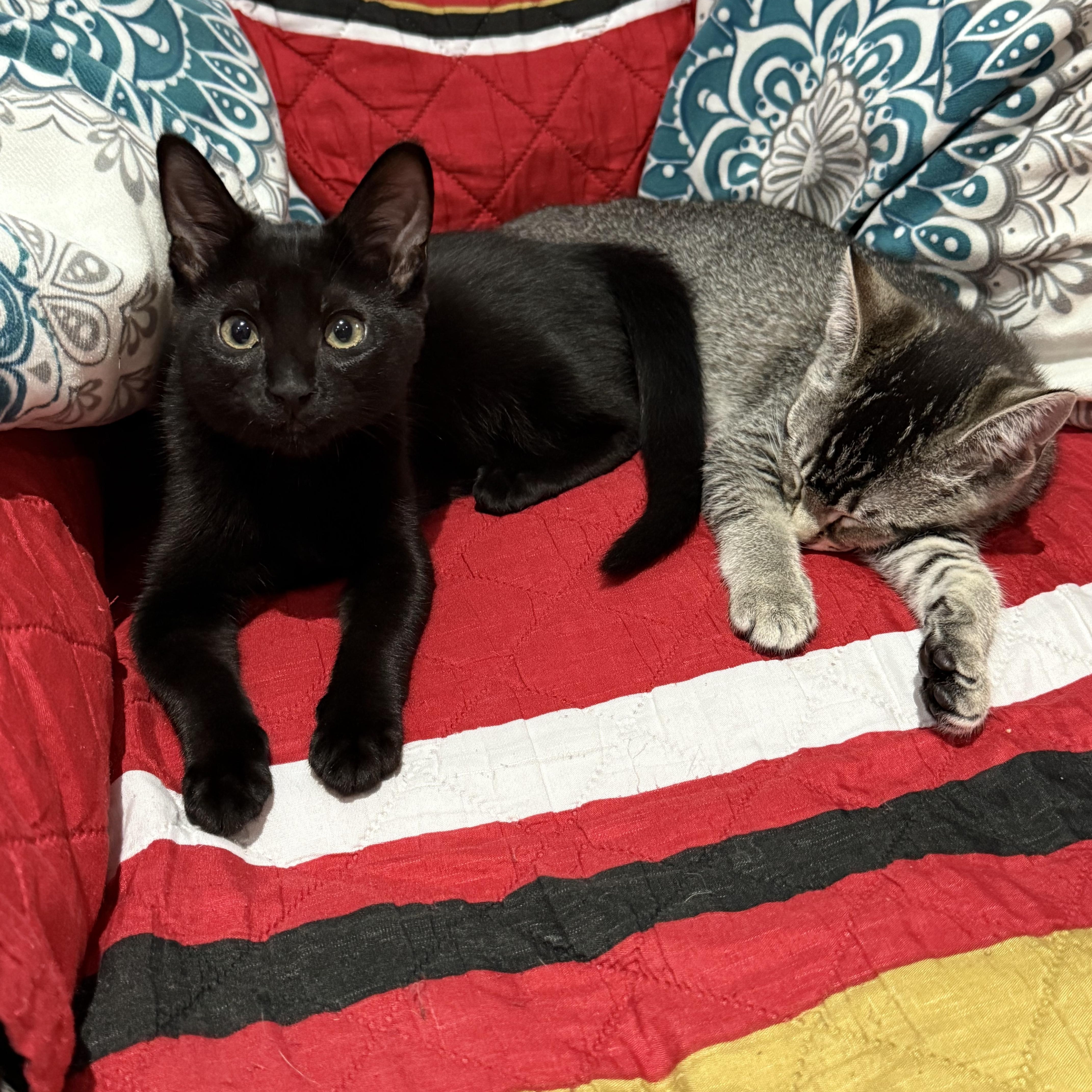 Freckles Indoor Only thumbnail 3