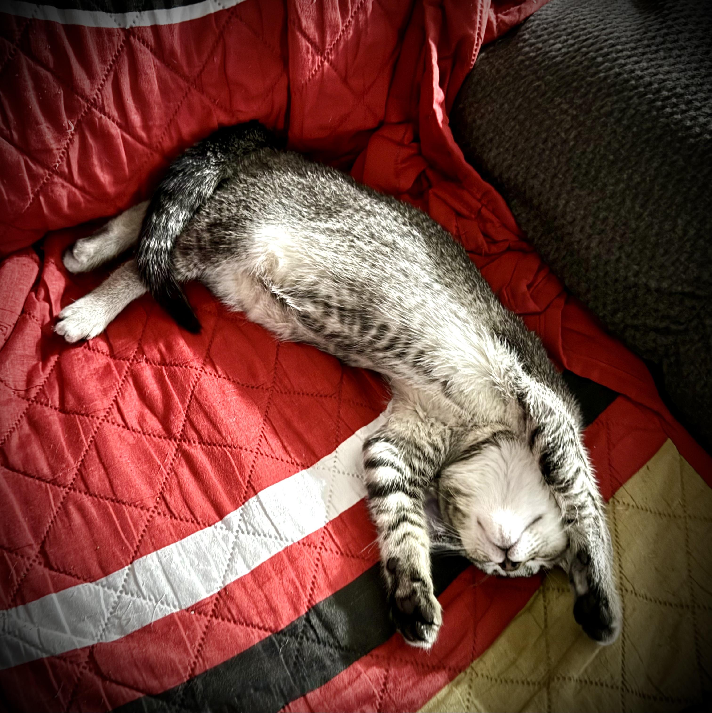 Freckles INDOOR ONLY — thumbnail 3