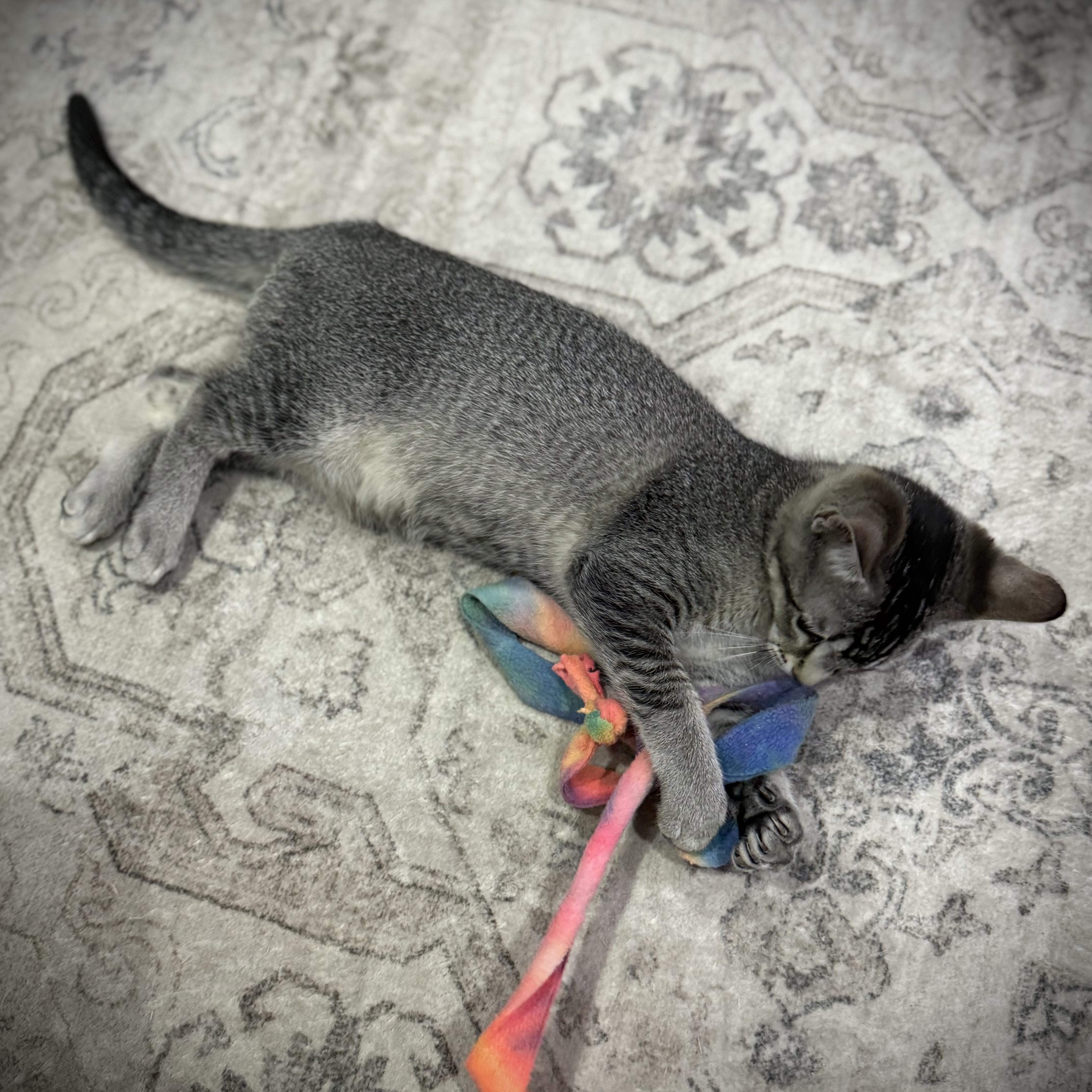 Freckles INDOOR ONLY — thumbnail 4