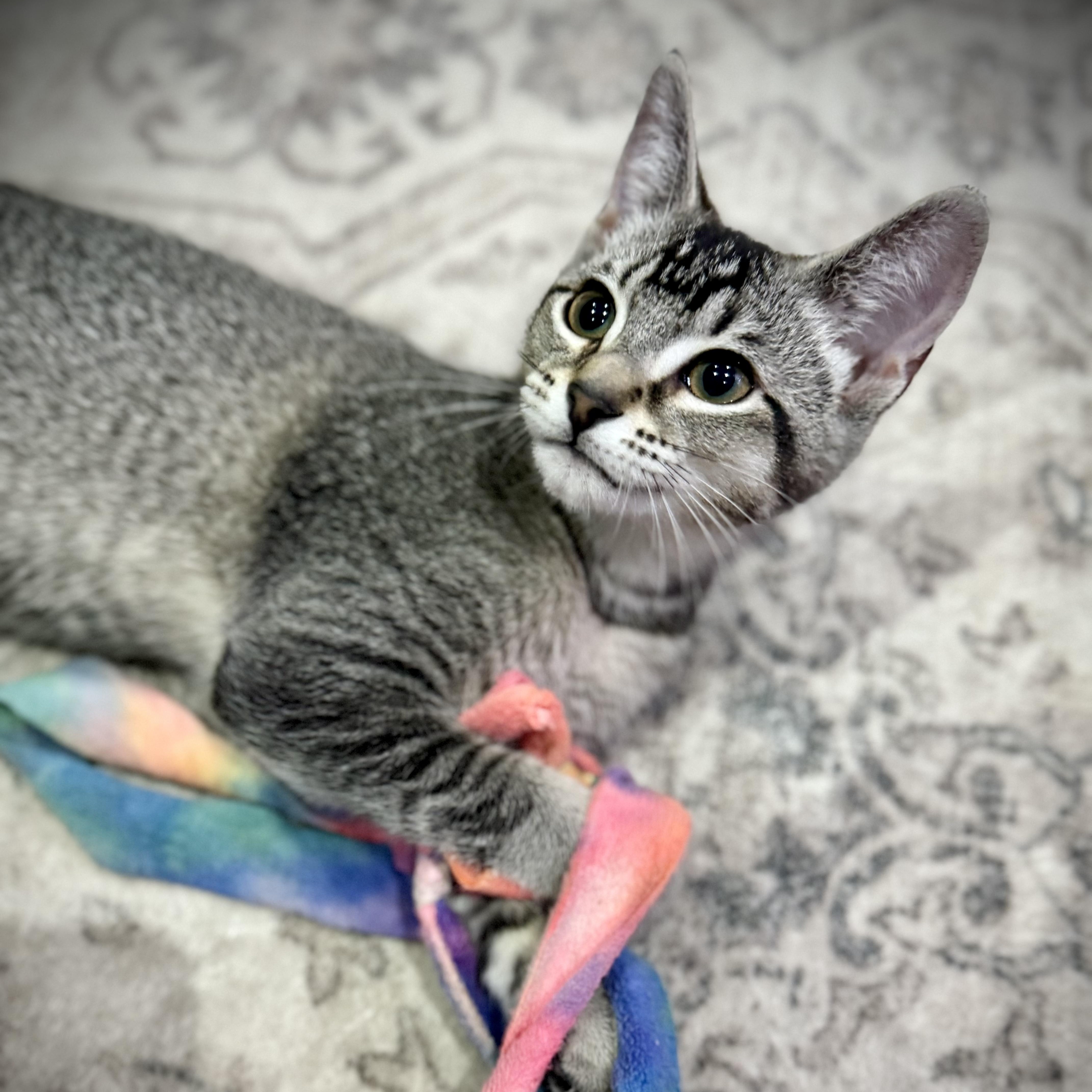 Freckles INDOOR ONLY — thumbnail 5