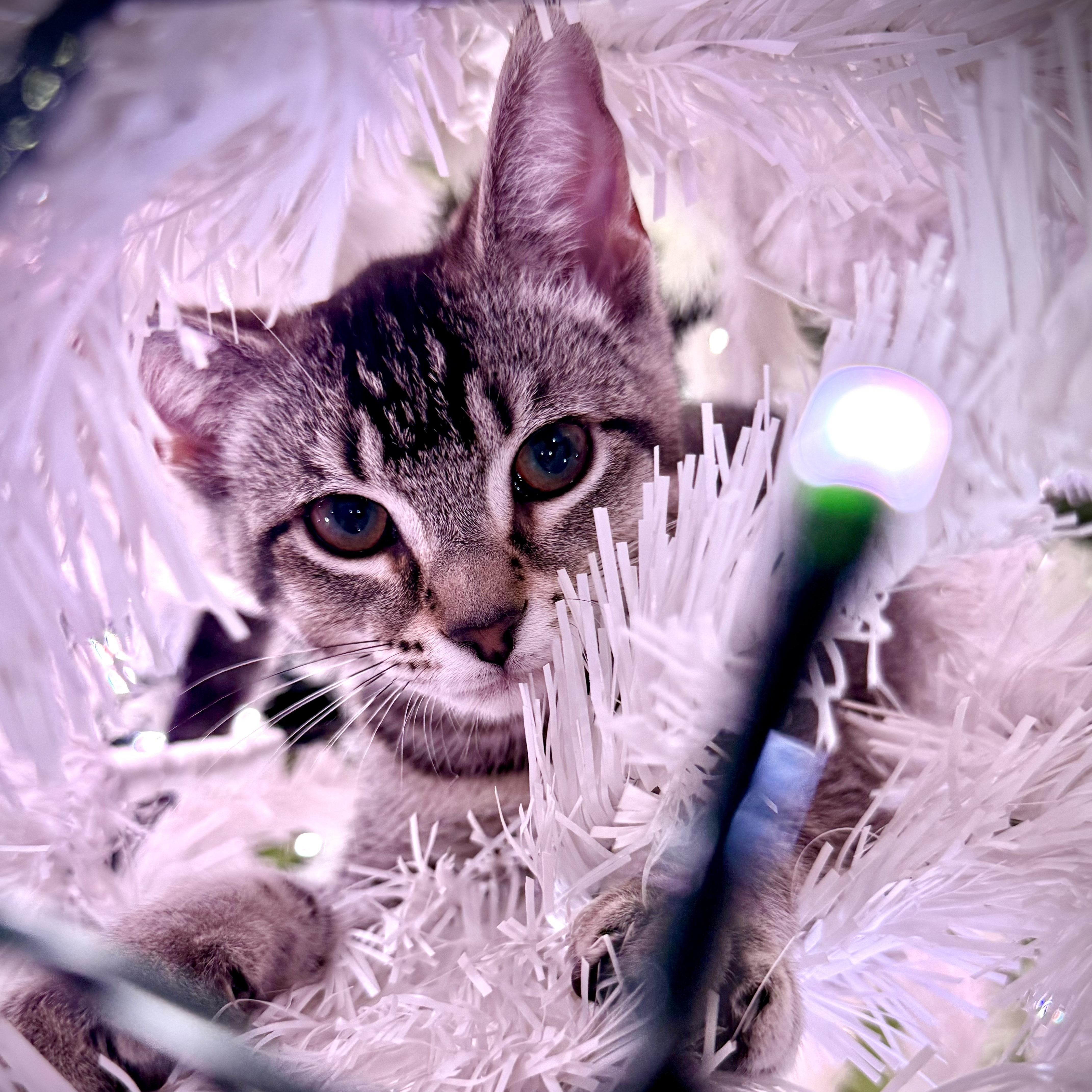 Freckles Indoor Only thumbnail 7