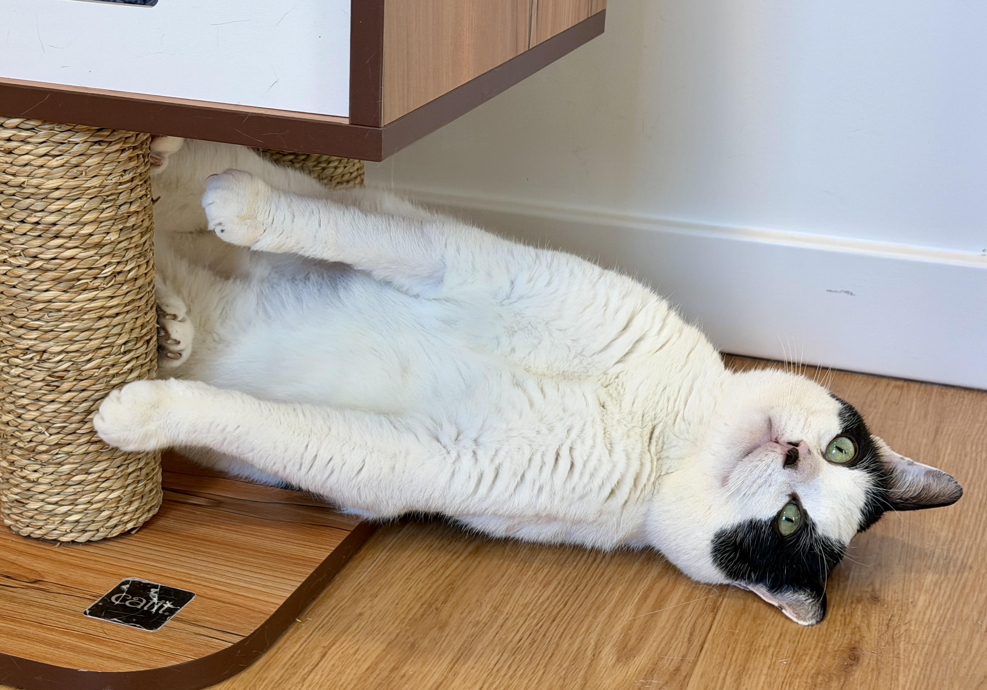 Enlarge Maverick, an adopted American Shorthair in Hull, MA image 4/6