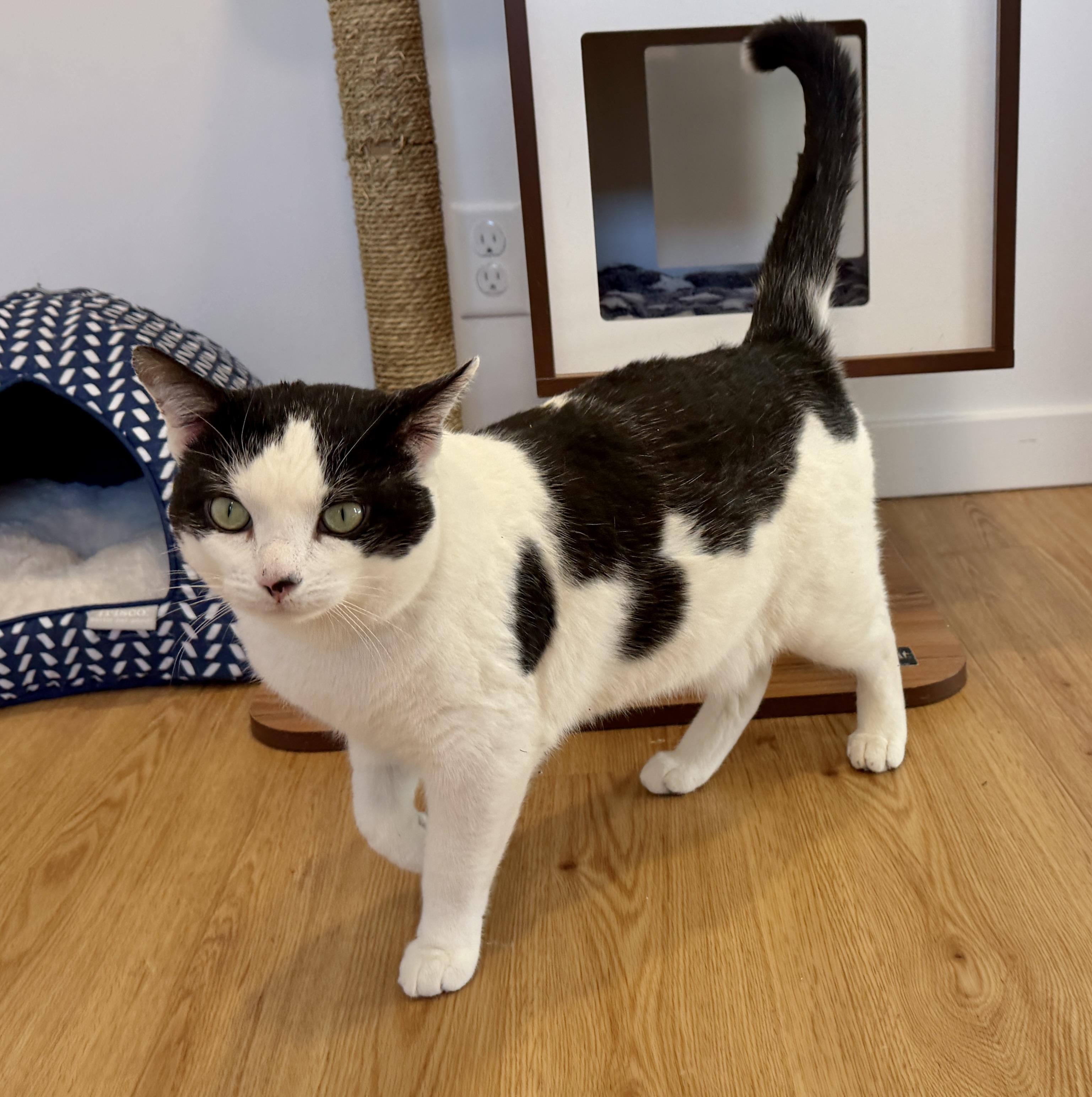 Enlarge Maverick, an adopted American Shorthair in Hull, MA image 6/6