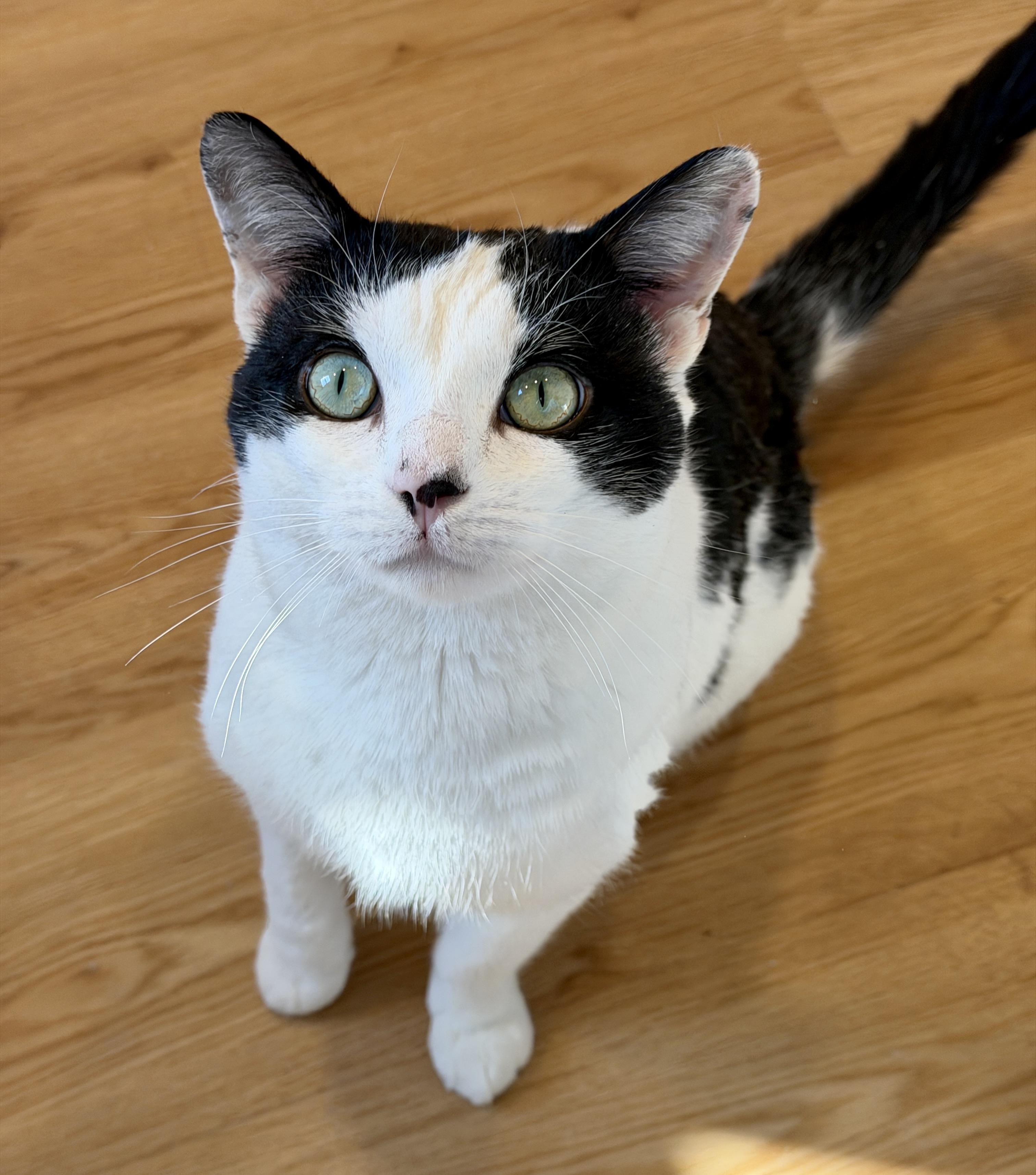 Enlarge Maverick, an adopted American Shorthair in Hull, MA image 1/6