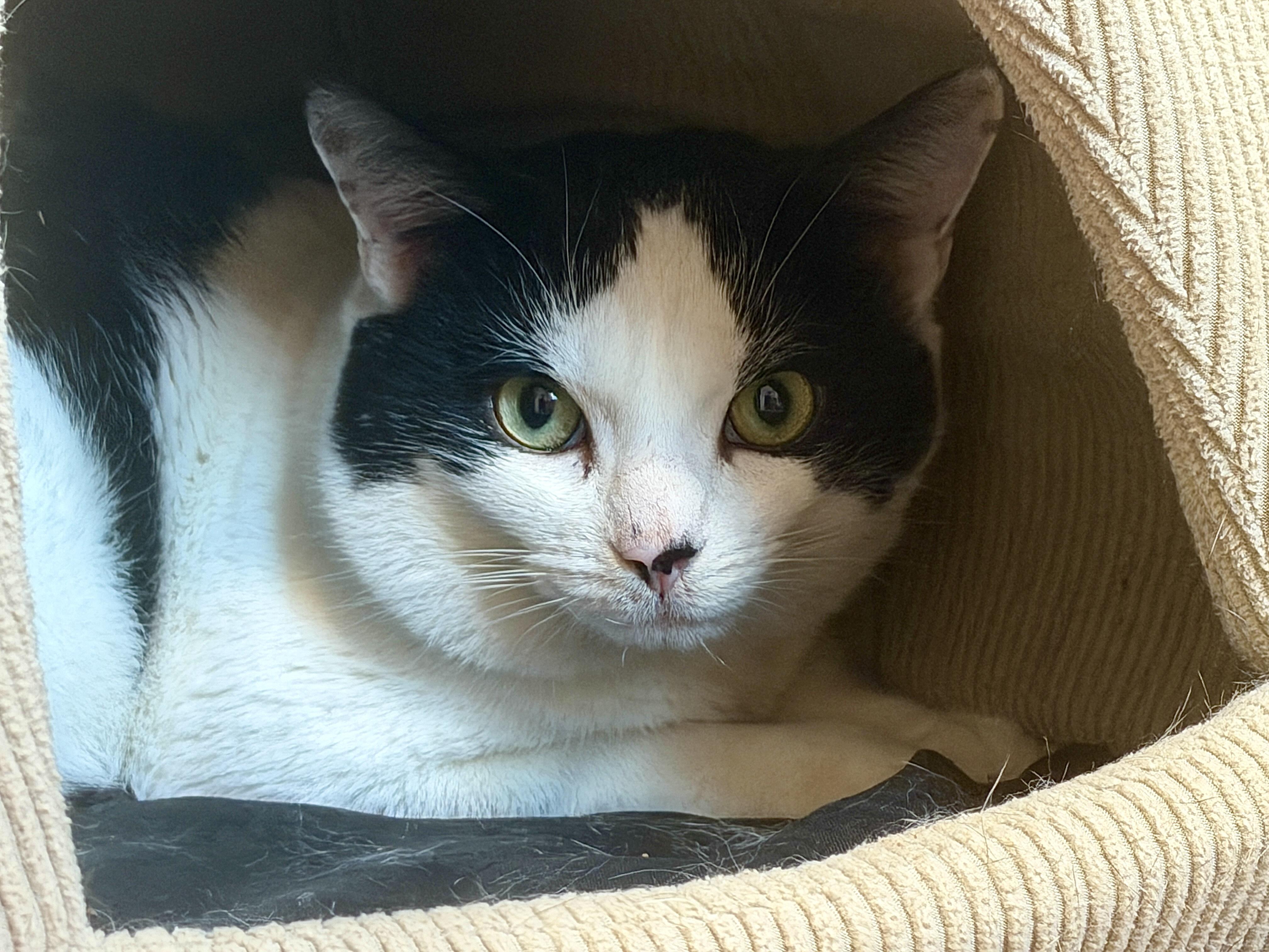 Enlarge Maverick, a Adoptable American Shorthair in Hull, MA image 1/3