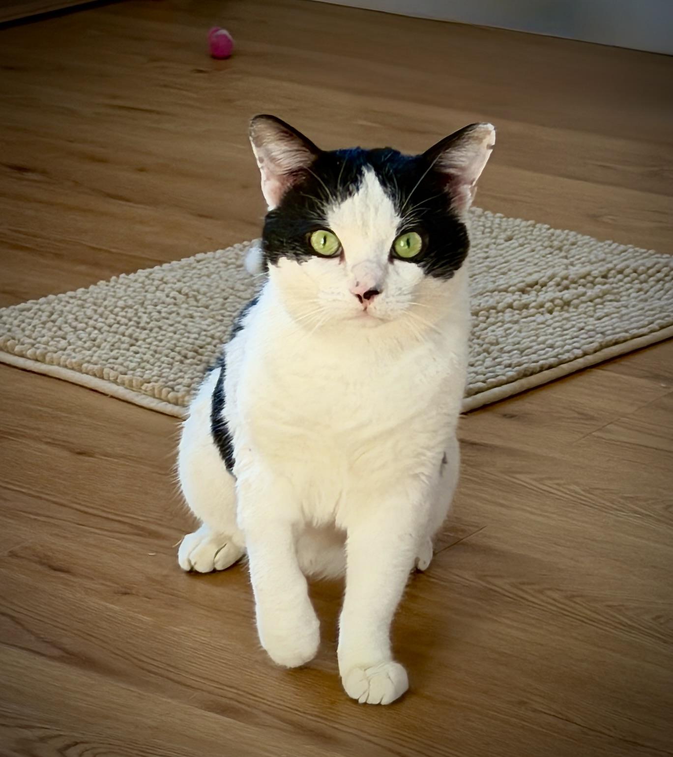 Enlarge Maverick, an adopted American Shorthair in Hull, MA image 3/6