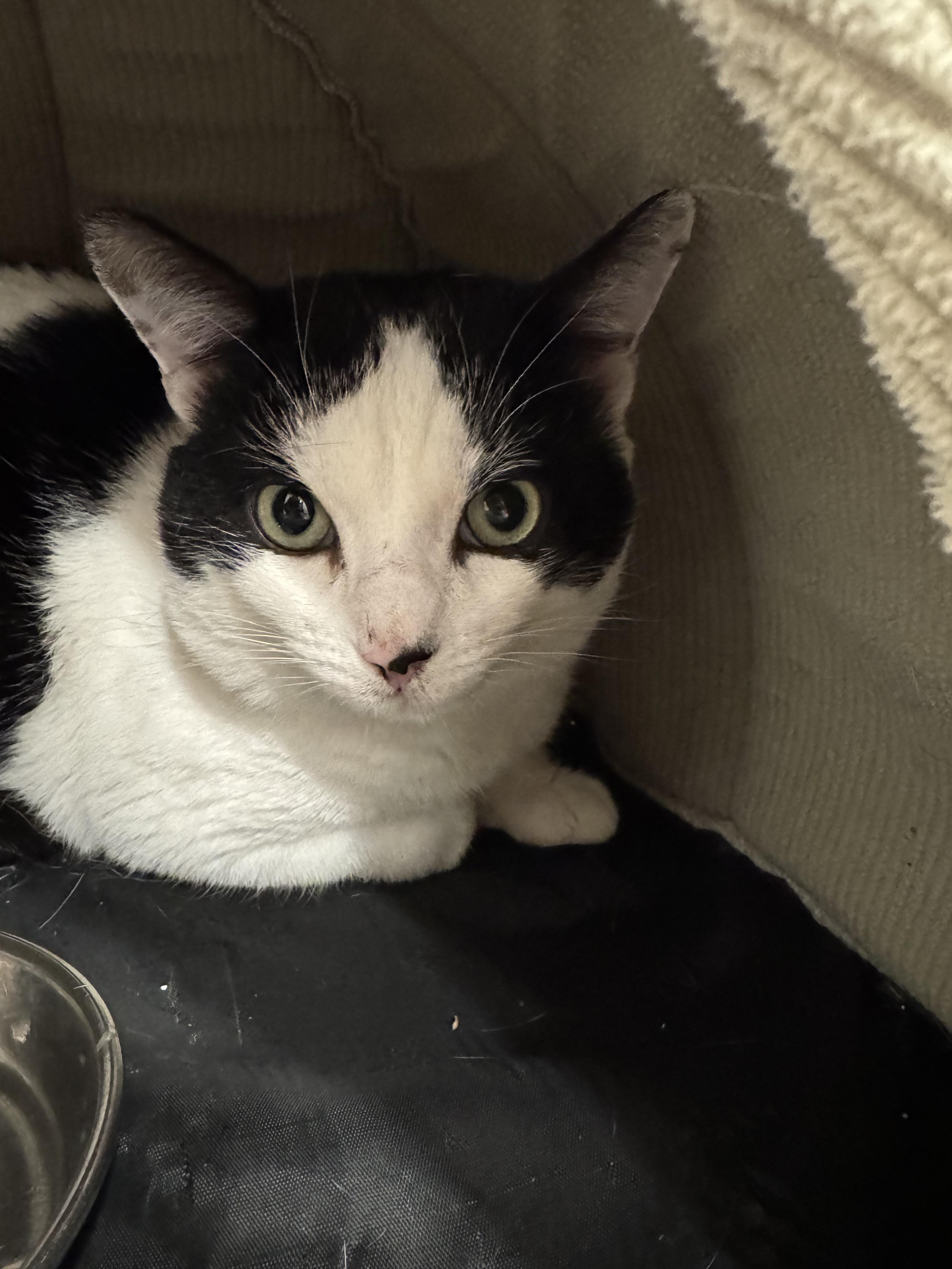 Maverick, Adoptable, Adult Male American Shorthair.