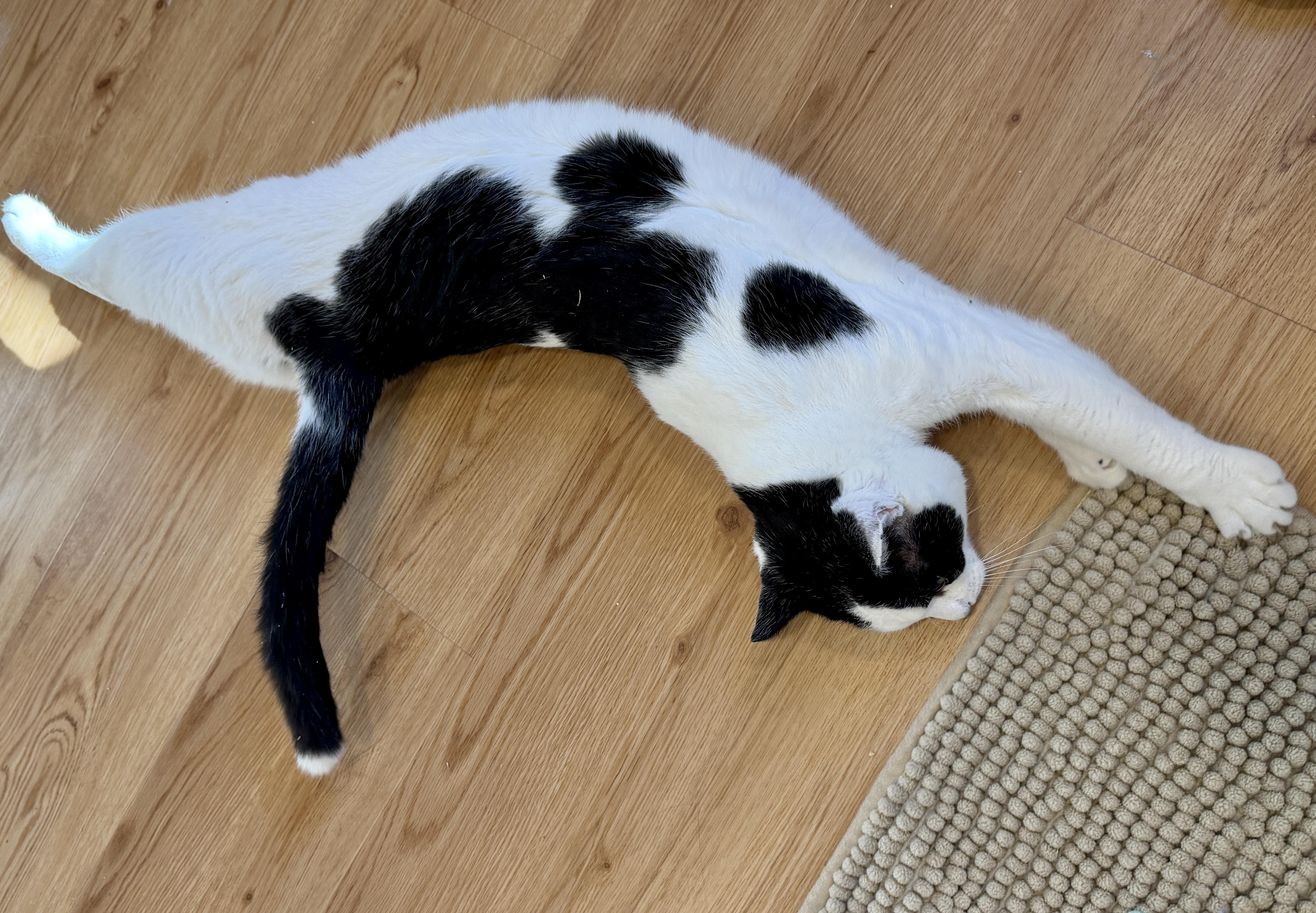 Enlarge Maverick, an adopted American Shorthair in Hull, MA image 5/6