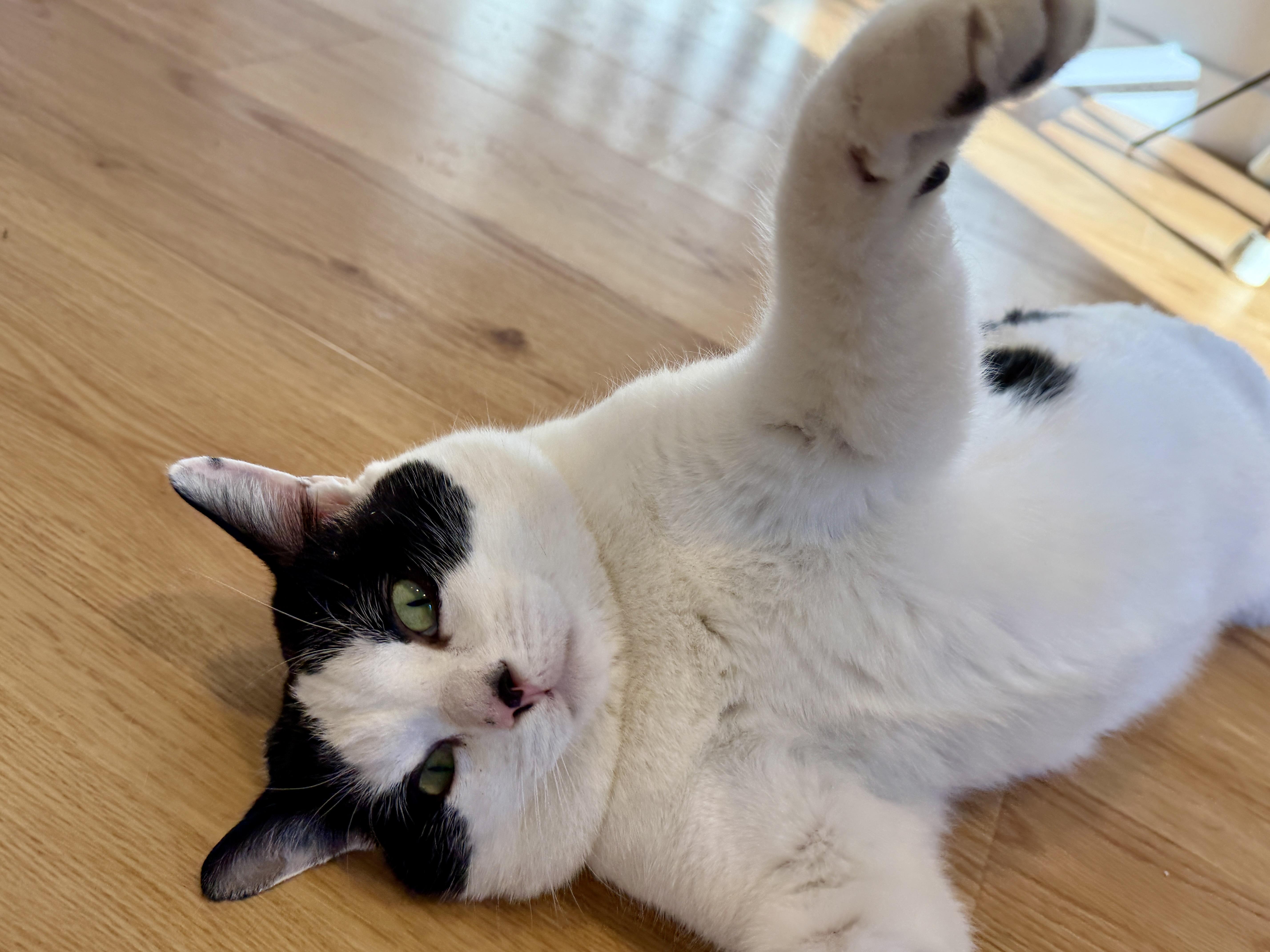 Enlarge Maverick, an adopted American Shorthair in Hull, MA image 2/6