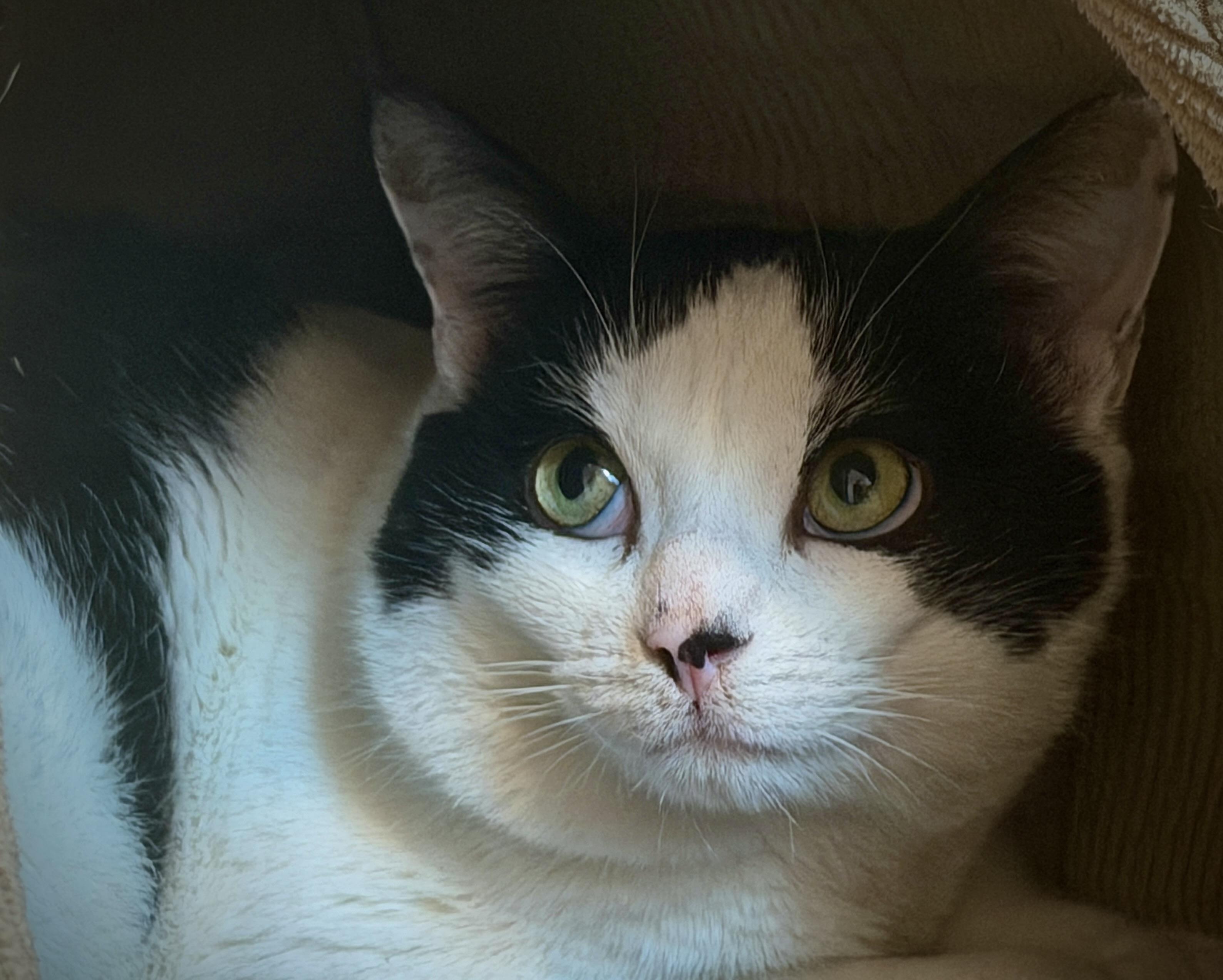 Enlarge Maverick, a Adoptable American Shorthair in Hull, MA image 3/3