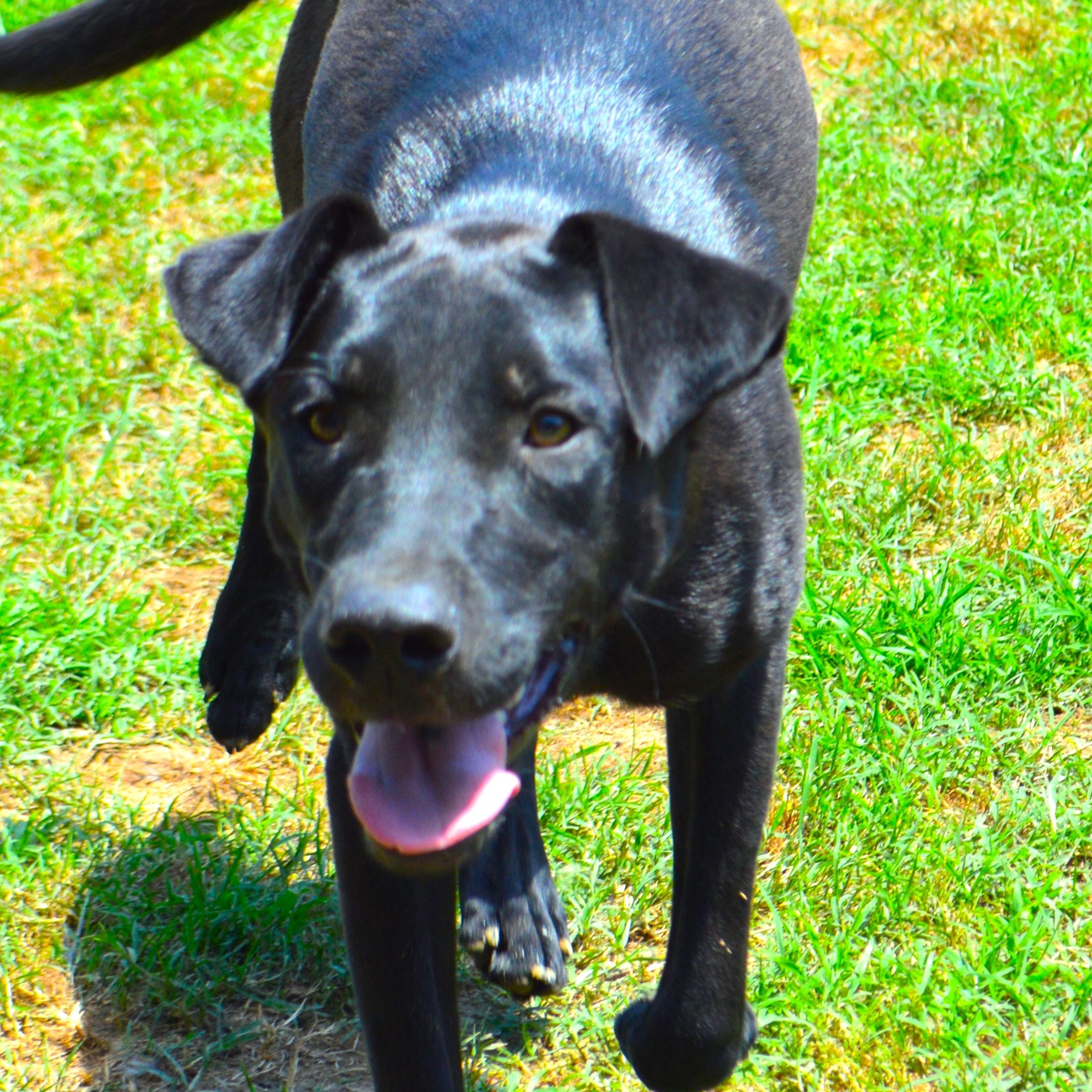 Inko, Adoptable, Adult Male Black Labrador Retriever & German Shepherd Dog.