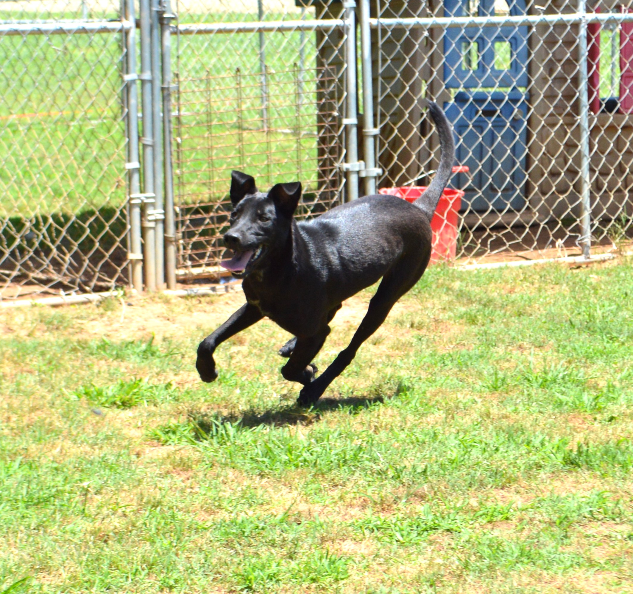 Inko, a Adoptable mixed breed in Athens, AL image 5/5