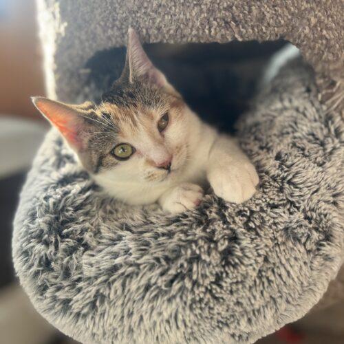 Enlarge Peaches, a Adoptable Calico in Vienna, ON image 1/6