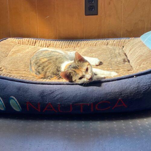 Enlarge Peaches, a Adoptable Calico in Vienna, ON image 2/6