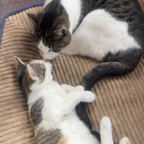 Enlarge Peaches, a Adoptable Calico in Vienna, ON image 3/6