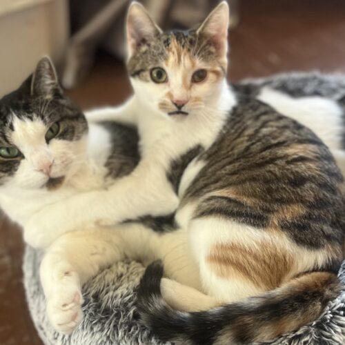 Enlarge Peaches, a Adoptable Calico in Vienna, ON image 4/6