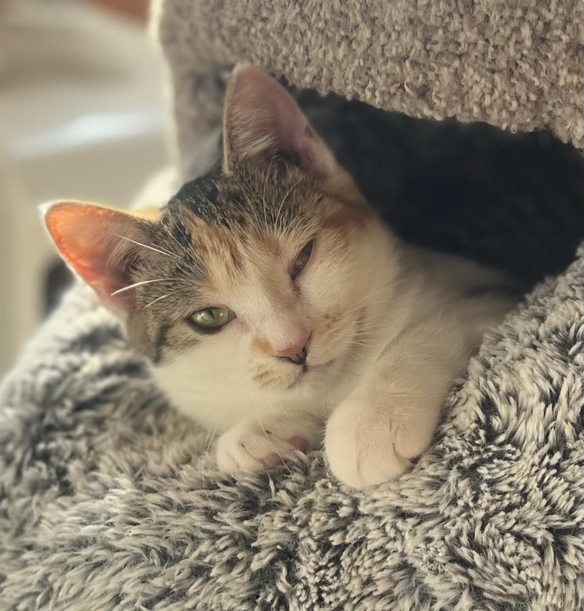 Enlarge Peaches, a Adoptable Calico in Vienna, ON image 5/6