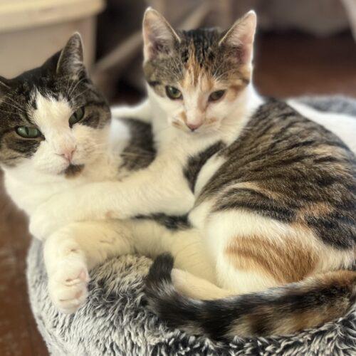 Enlarge Peaches, a Adoptable Calico in Vienna, ON image 6/6