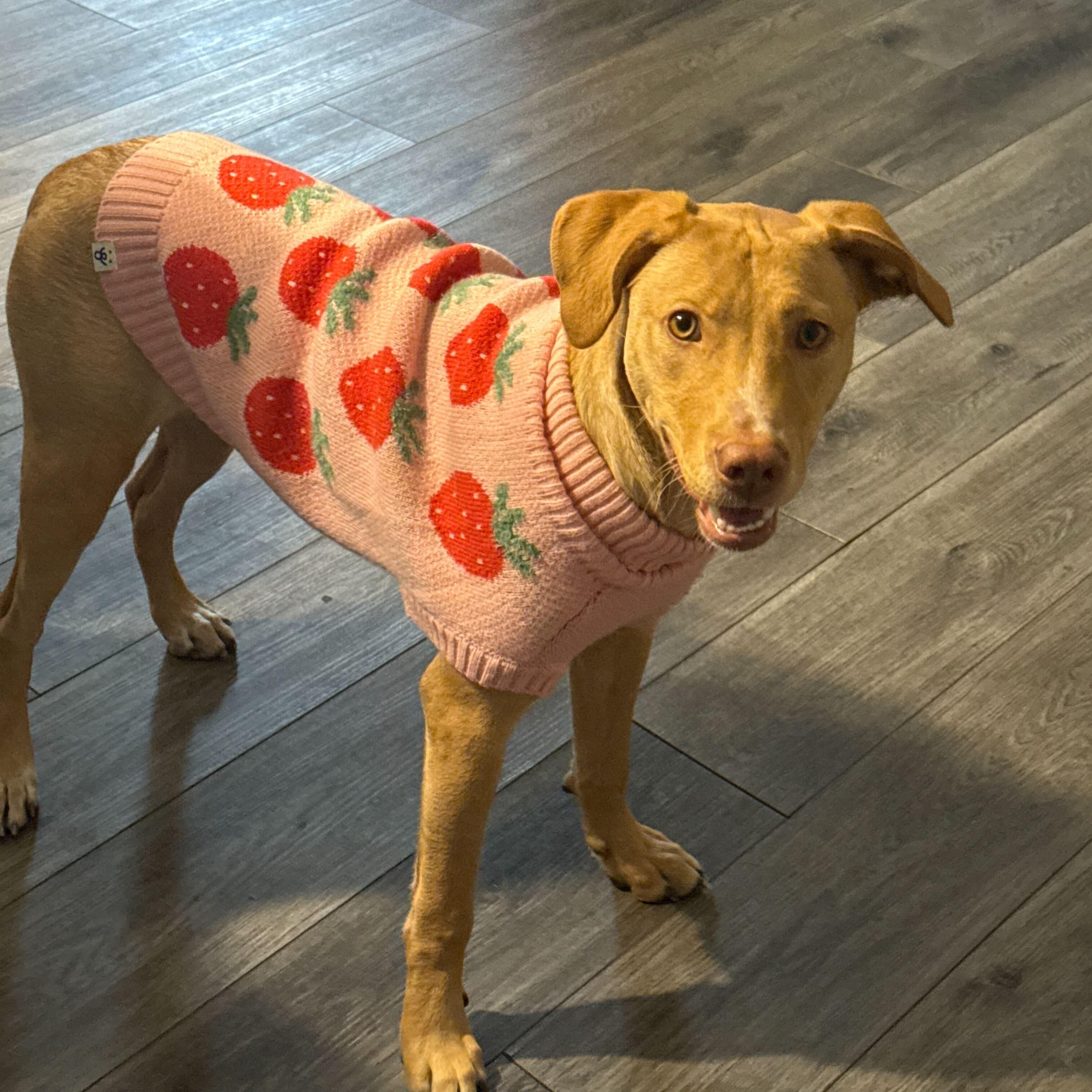 Enlarge Sally, a ADOPTABLE mixed breed in Addison, IL image 2/5